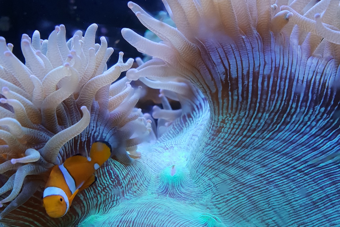 Aquarium rentals