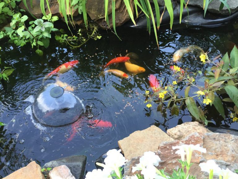 Pond Maintenance Canberra Canberra Aquarium